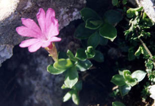 Primula integrifolia